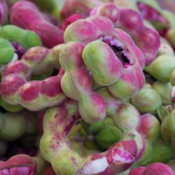 Manila Tamarind 4-5 Ft Tall Tree In Large Pot