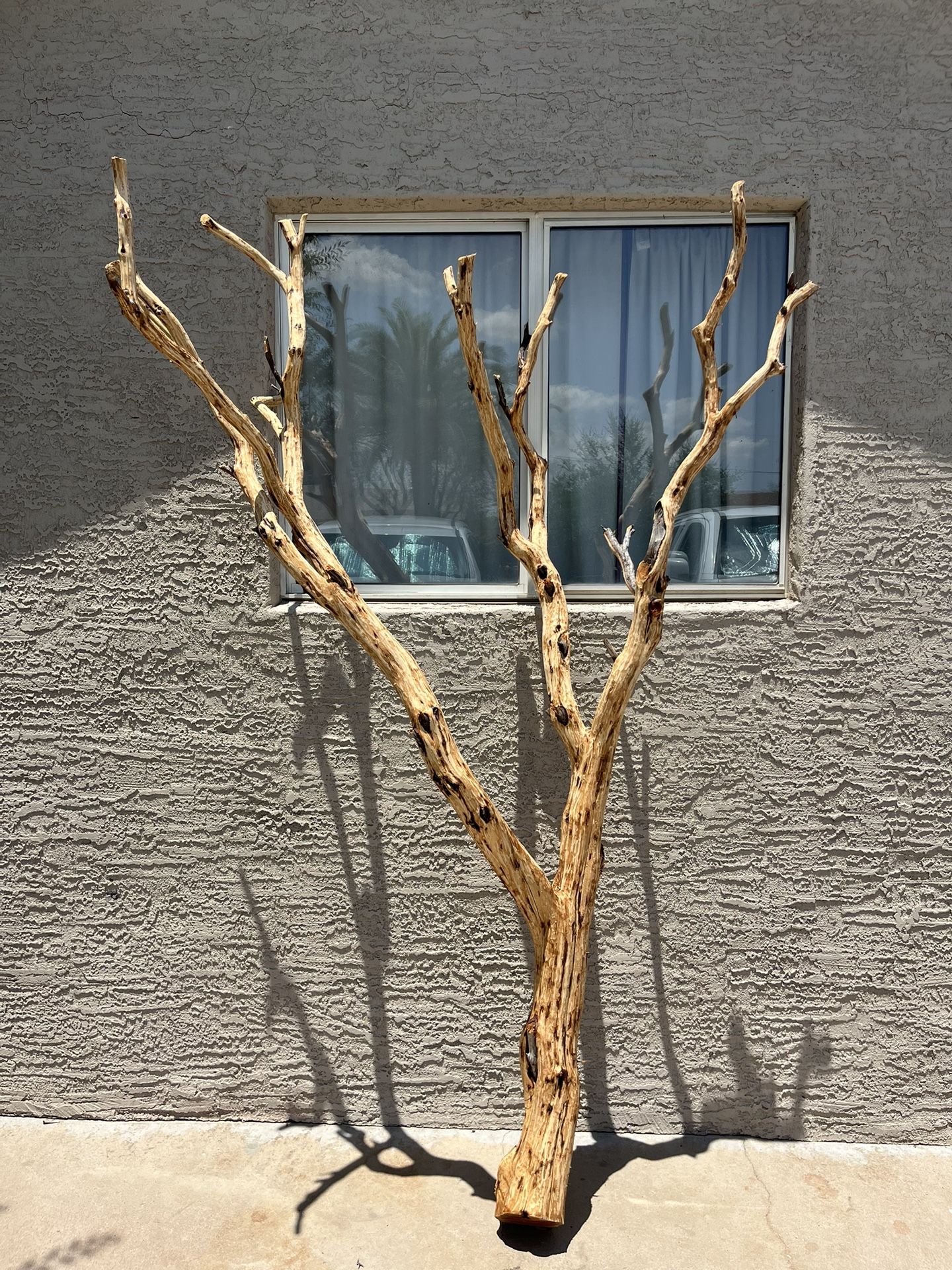 Manzanita Tree