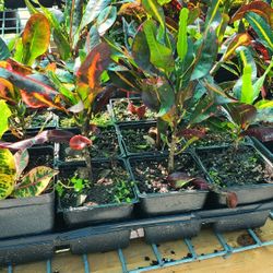 crotos of different colors and shapes of leaves and colors 