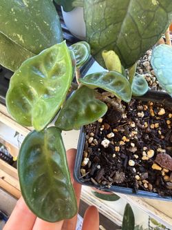 Hoya Krinkle 8 plant, in a 4'' pot