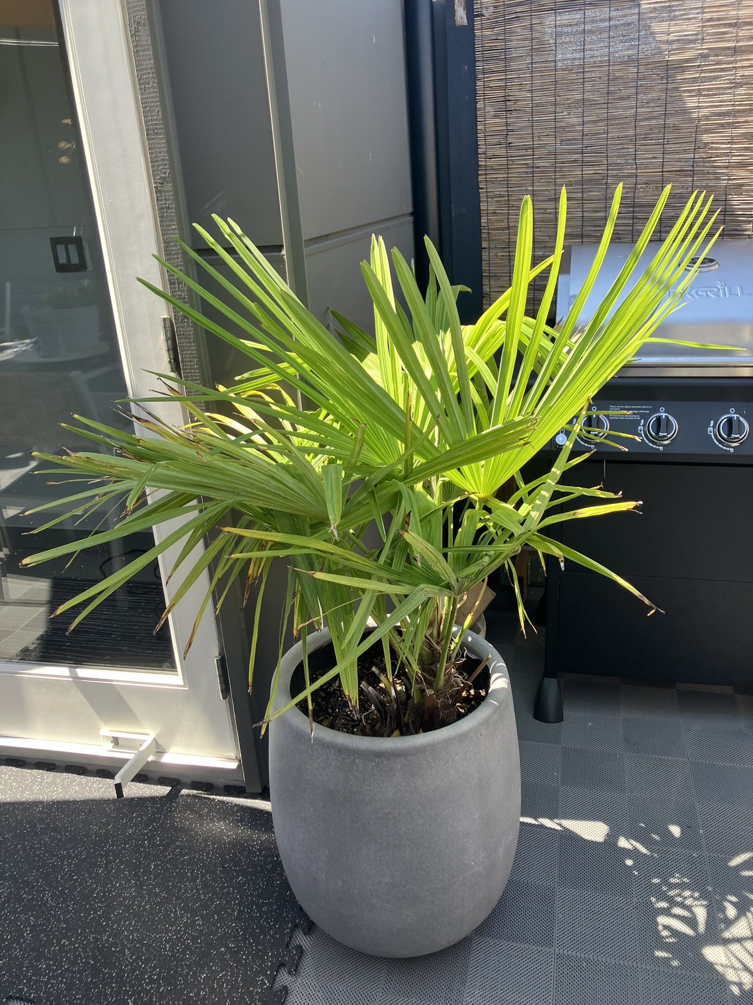 Healthy Windmill Palm With Concrete Pot