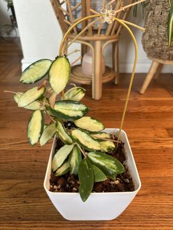 Hoya Acuta Variegated Plant