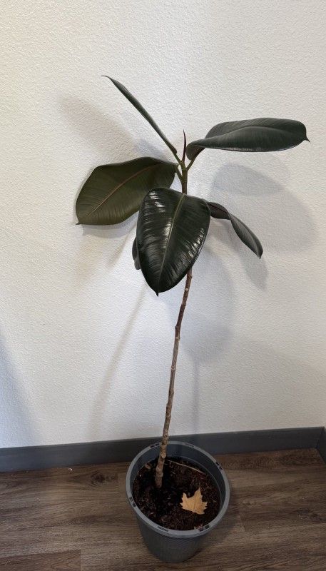 houseplant ficus- rubber plant