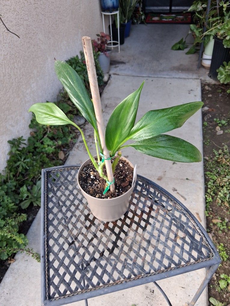 Epipremnum Amplissimum Plant $25