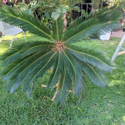 Sago Palm-18 Leaves