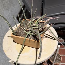 Senecio stapeliiformis