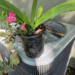 Plant 🪴 