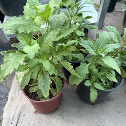 Epazote $10 Cada Uno Precio Firme