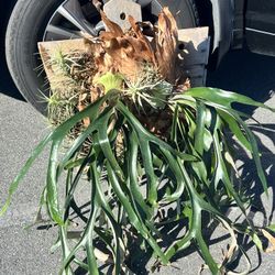 Mounted Staghorn Fern