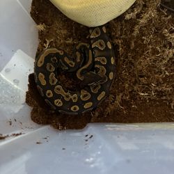 Enclosure Ball Python Set Up 