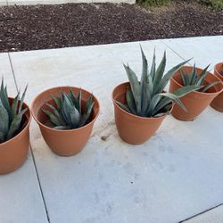 Large agave succulent plants
