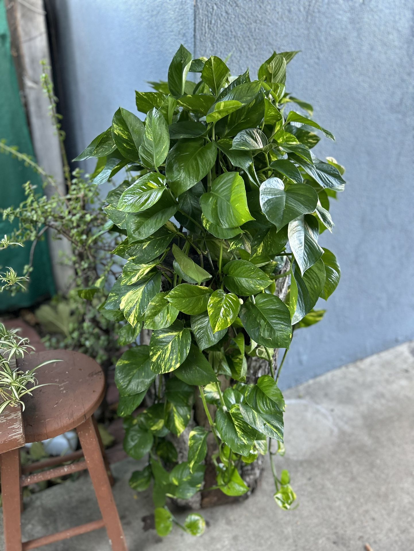 Pothos Plants Indoor Xgrande 