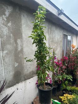 Passion fruit tree