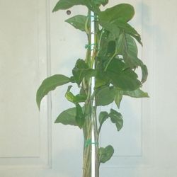 Large Arrowhead Plant 