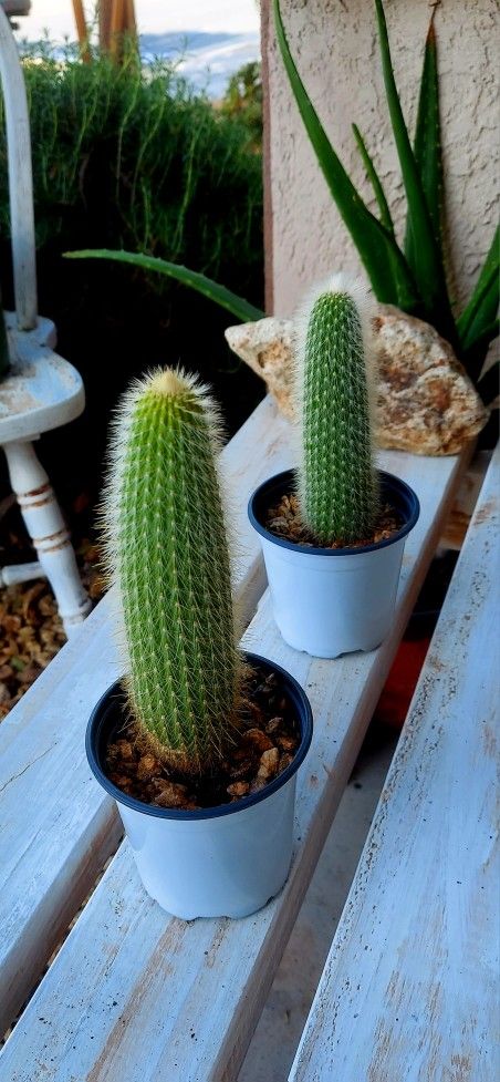 Living Plant 🌱(2 Pcs./Set) Cleistocactus 'Red Flowers' on 4"H White Pot ::: Outdoor