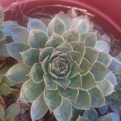Succulent 
