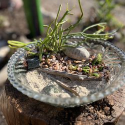 Succulents, Terrariums. 