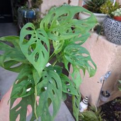 Monstera Adansonii "Swiss Cheese " Plant $17
