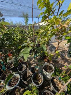 Arboles de fruta fruit trees