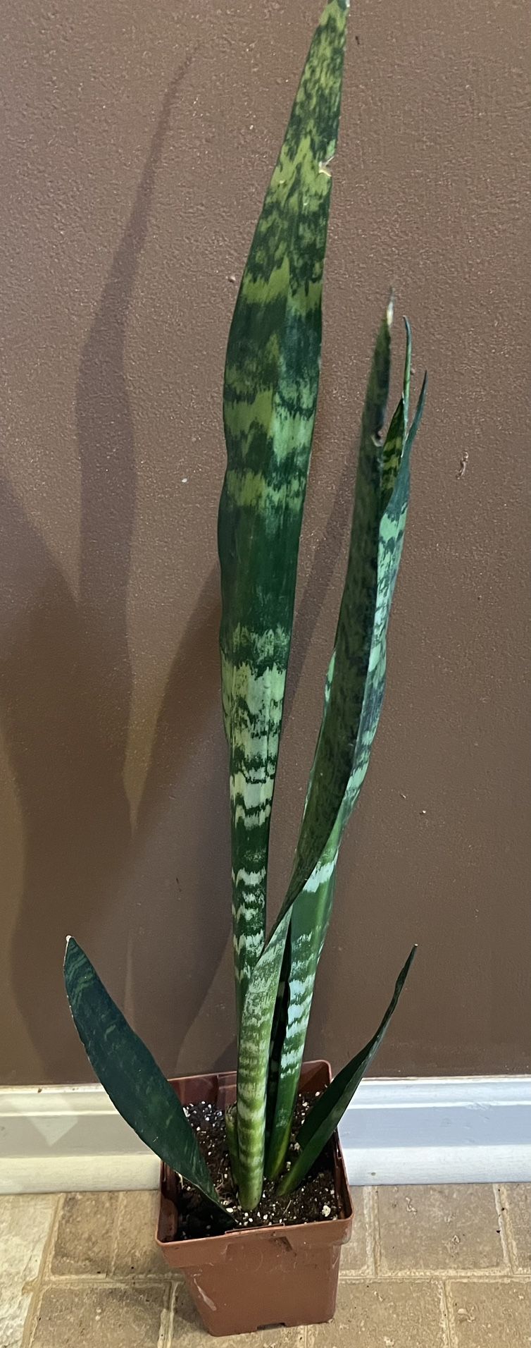 Tall Sansevieria Snake Plant