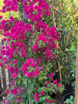 🌸 Beautiful Plants & Privacy Trellises for Sale 🌿