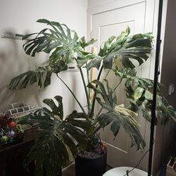 Large Monstera Thai Constellation 
