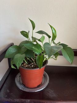 Pothos