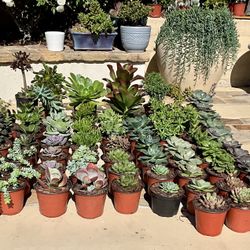 Beautiful Succulents (big selection)