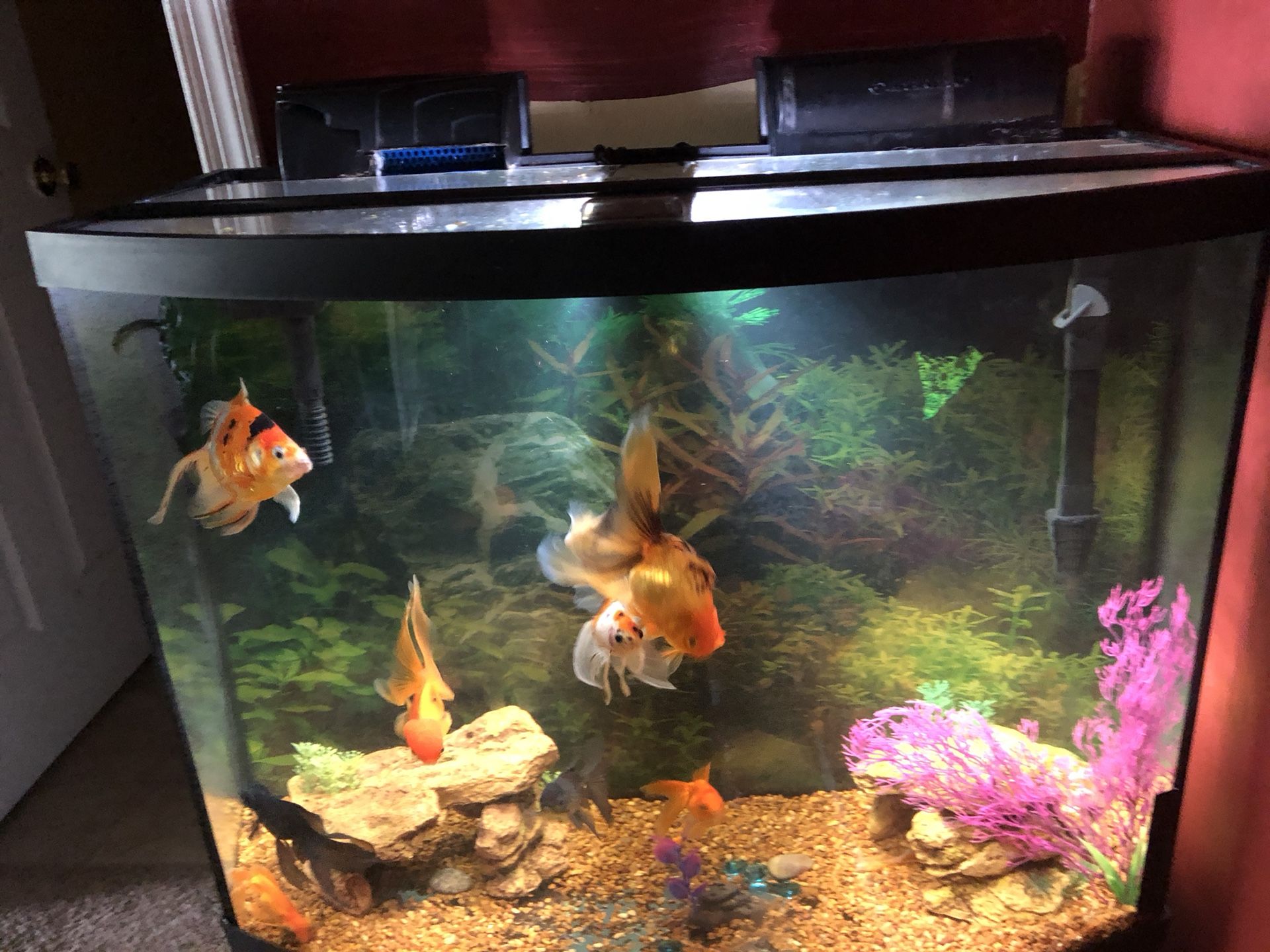 New Fish Tank with 9 Goldfish