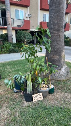 Free Houseplants