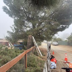 🌳Tree Trimming🌳