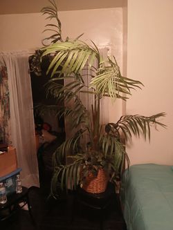 fake plant 