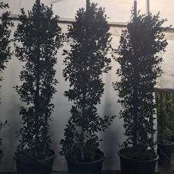 25 Gallons 9 Feet Tall Ficus Nitida