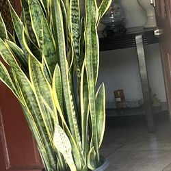 Potted Snake Plant