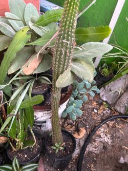 Cactus