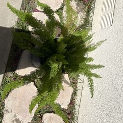 Fox Tail 5 gallon Fern
