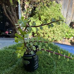 Jade 