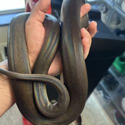 Pet supplies