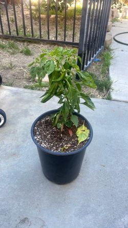 Organic hatch  chili plants  buy 1 get 1 50% off !!!