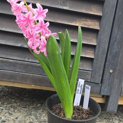 Pink Pearl Hyacinth Plant