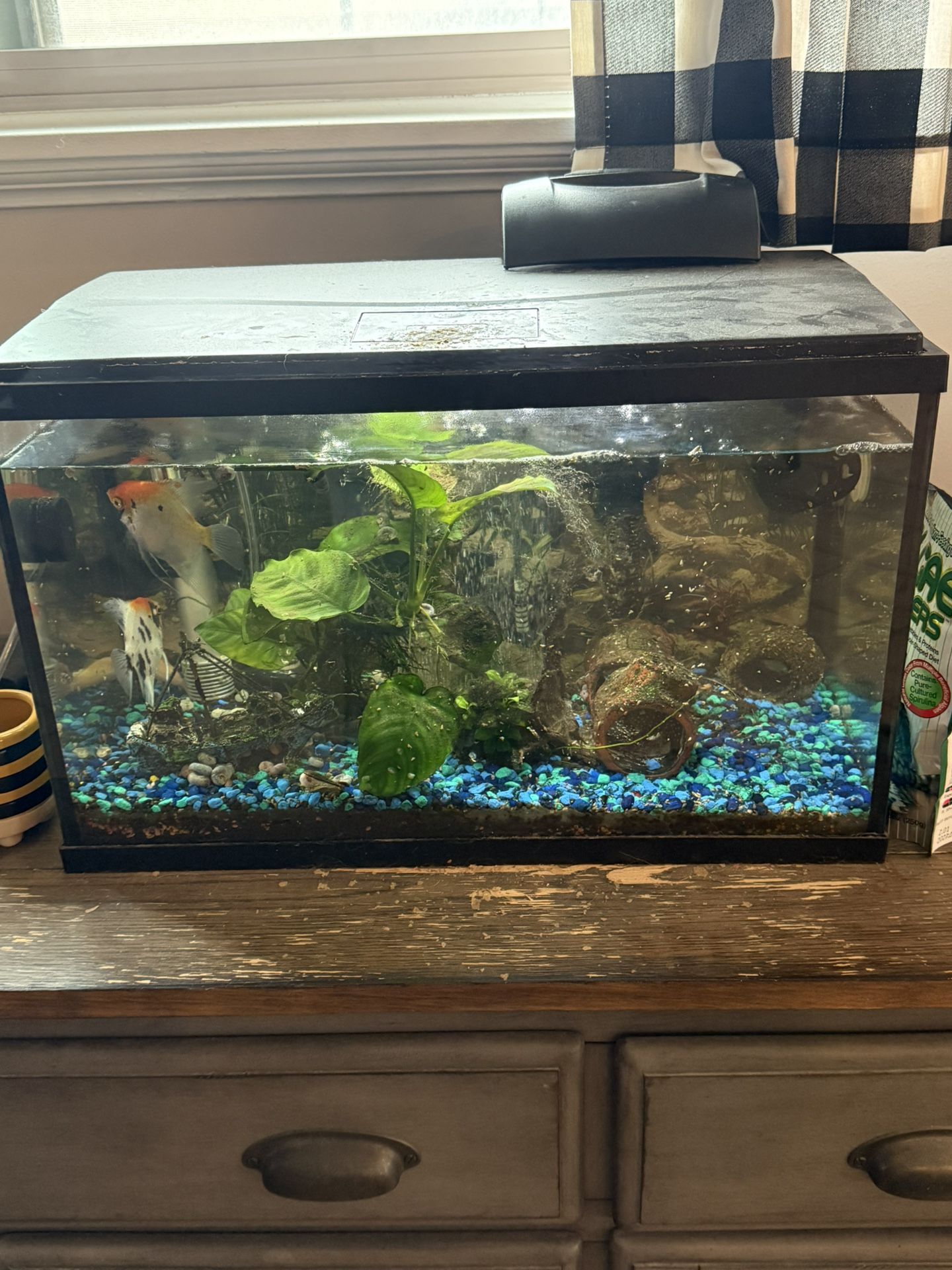 10 Gallon Top Fin Glass Aquarium