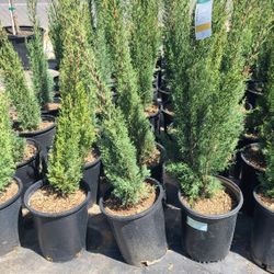 Pinos Italianos Cypress 5gallon 