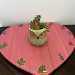 Mini Owl Succulent 