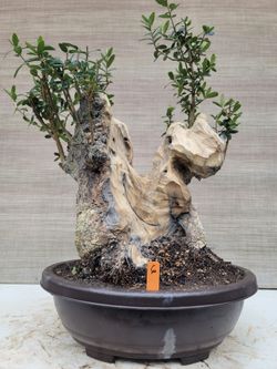 steudneri dracaena Dracaena steudneri