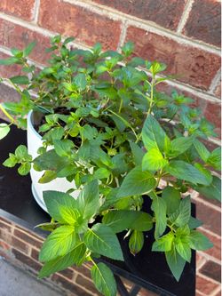 Peppermint Plant Cuttings