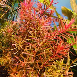 Rotala Rotundifolia ‘indica’ Freshwater Live Aquarium Plant