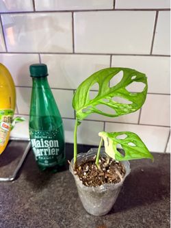 Monstera adansonii albo plant
