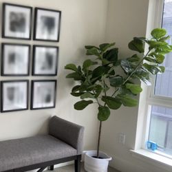 Fake Fiddle Leaf Plant With Adjustable Leaves