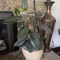 Easy To Grow Beautiful Big Burgundy Rubber House Plant In Nice Big Ceramic Pot