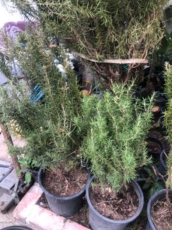 Rosemary